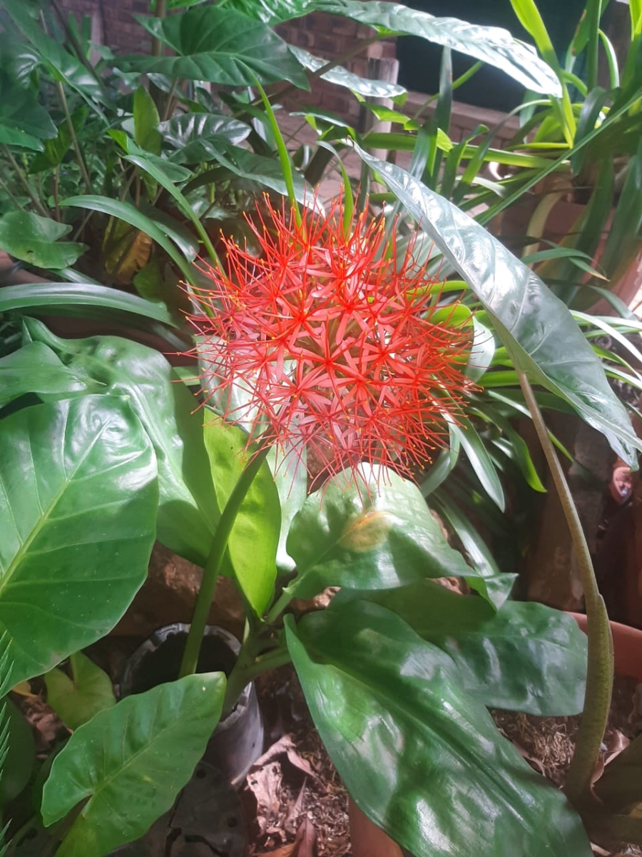 5 Bedroom Property for Sale in Stilfontein Ext 4 North West